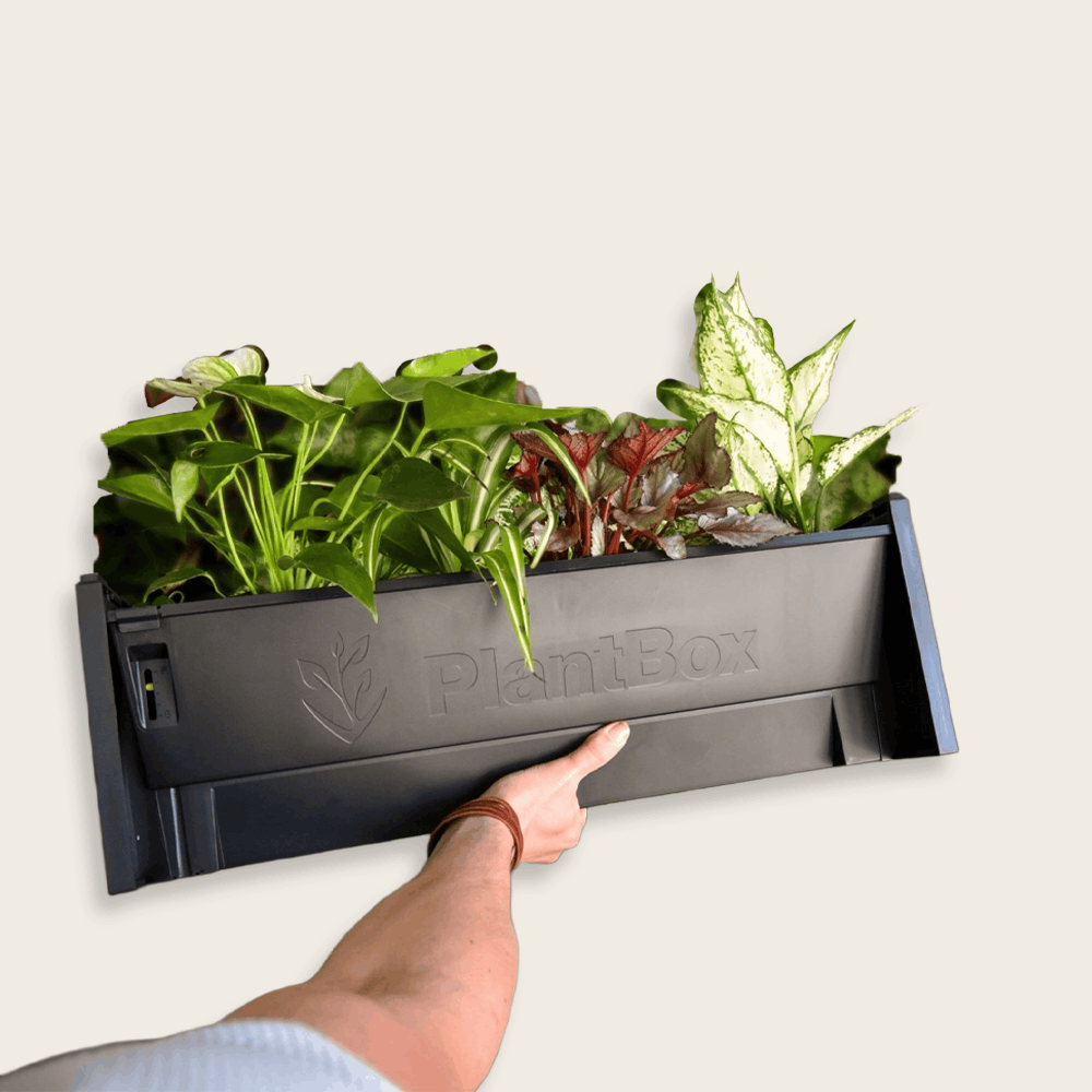 PlantBox - Živá stena 3 moduly