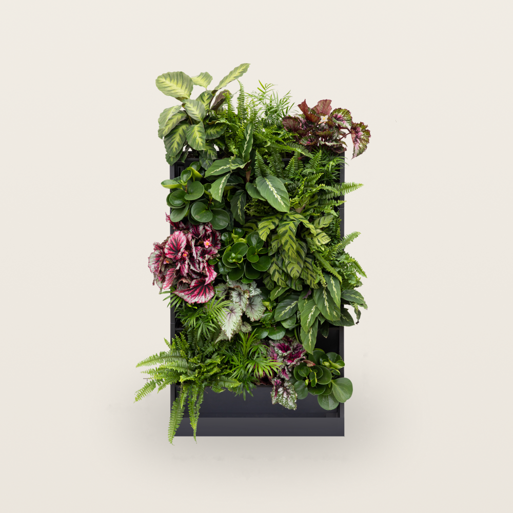 PlantBox - Živá stena 5 modulov