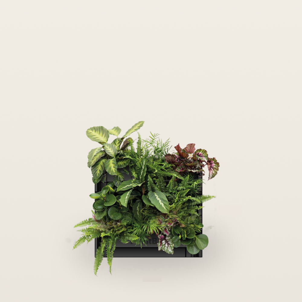 PlantBox - Živá stena 3 moduly