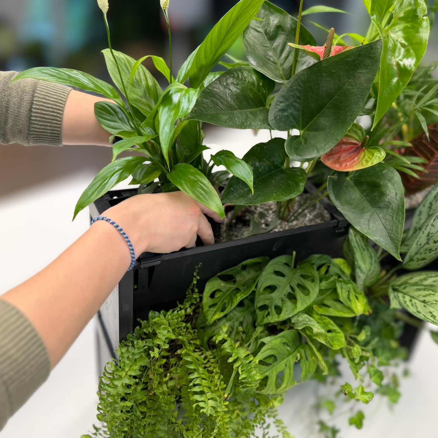 PlantBox - Živá stena 3 moduly