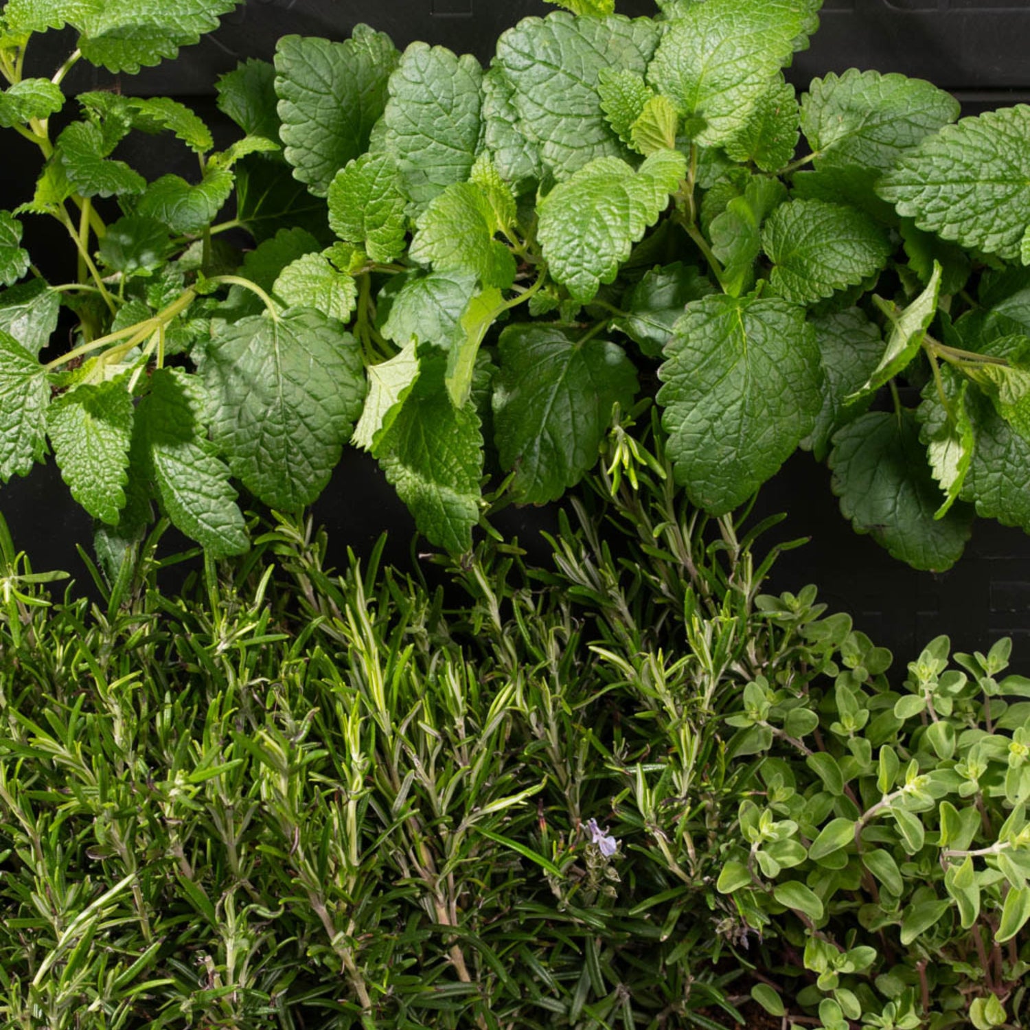 PlantBox - Živá stena 3 moduly