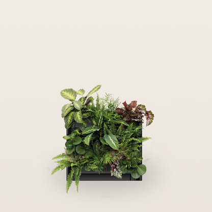 PlantBox - Živá stena 3 moduly